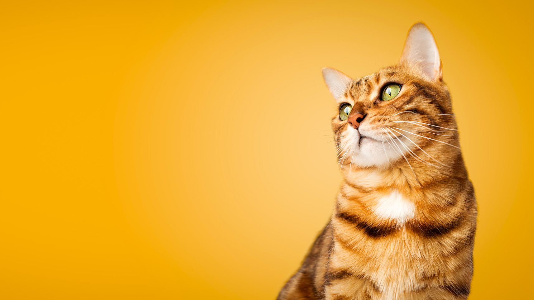 cat on gold background