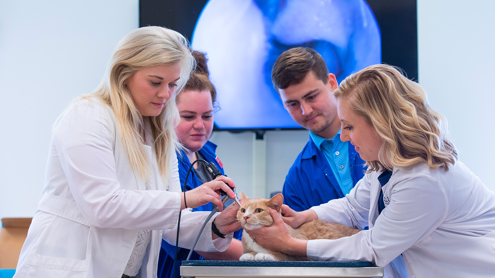 dermatology exam on feline