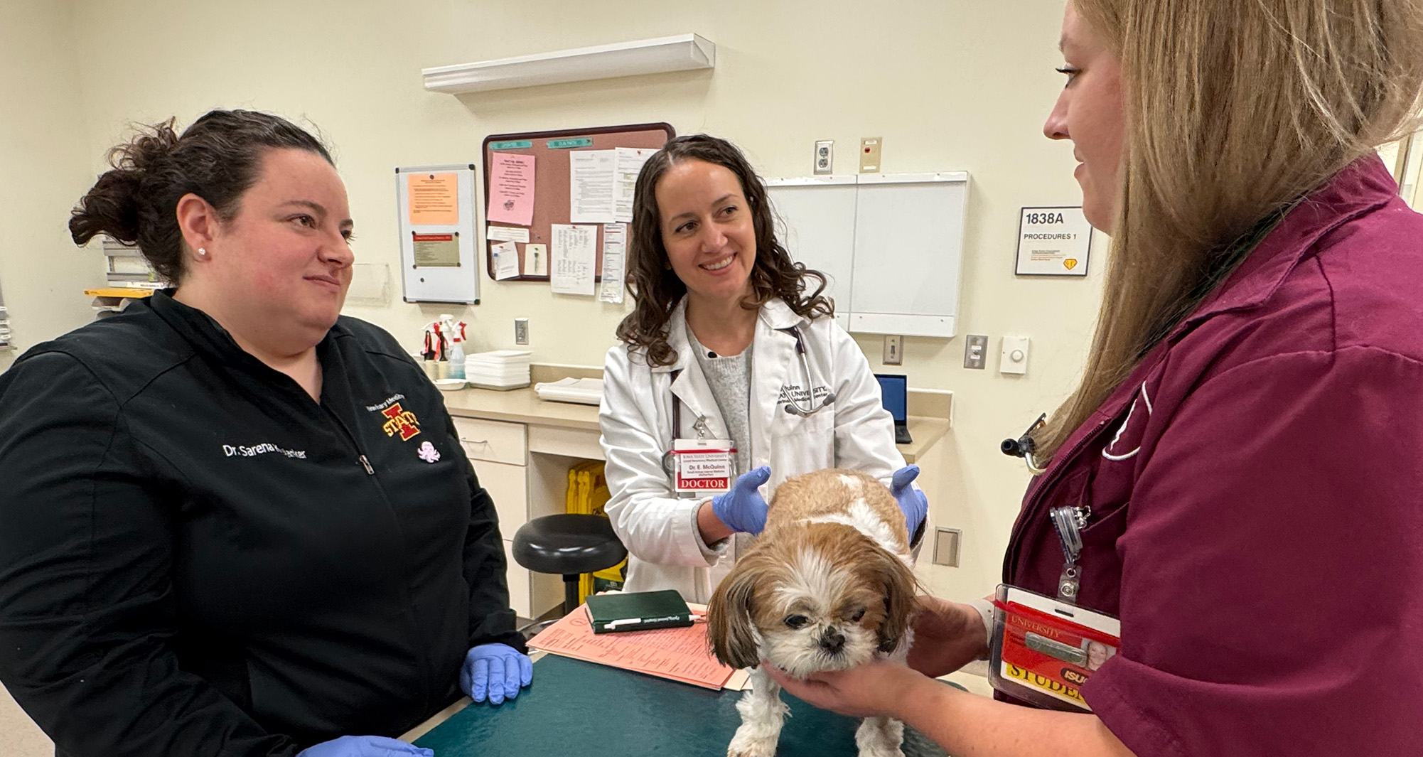 veterinary exam of canine