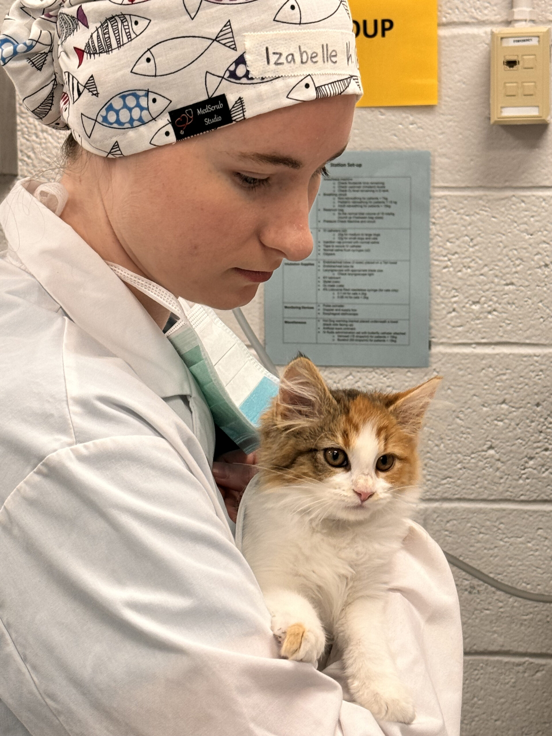 Student veterinarian in scrubs holding a cat