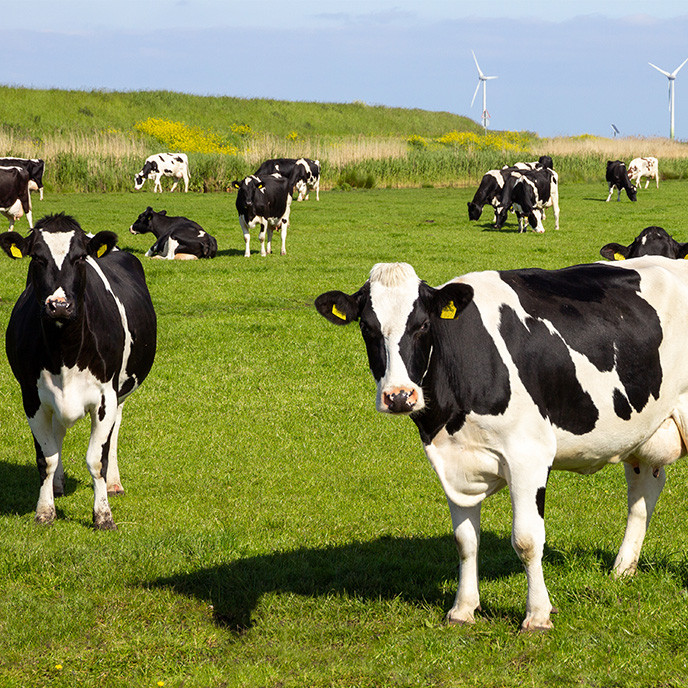 cattle in pasture