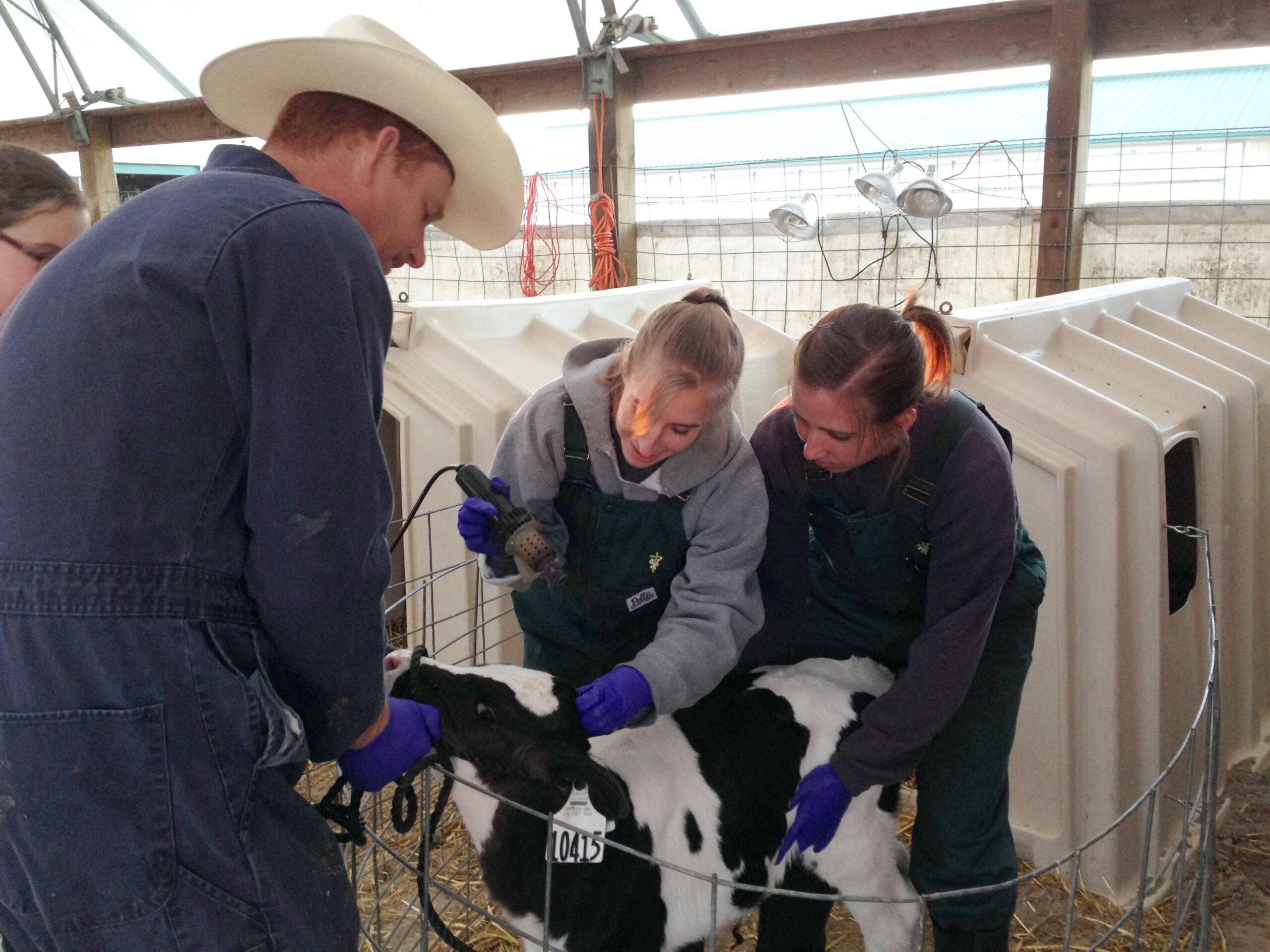 2015%20ISU%20Welfare%20Club%20dehorning%20wet%20lab