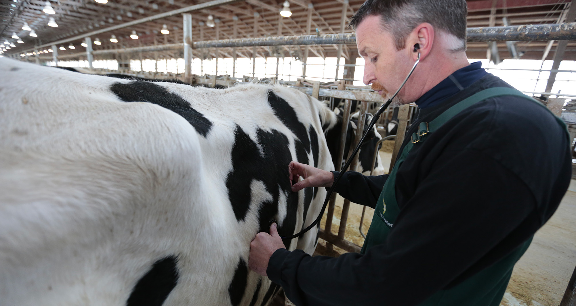 Dr. Gordon examining dairy cow.