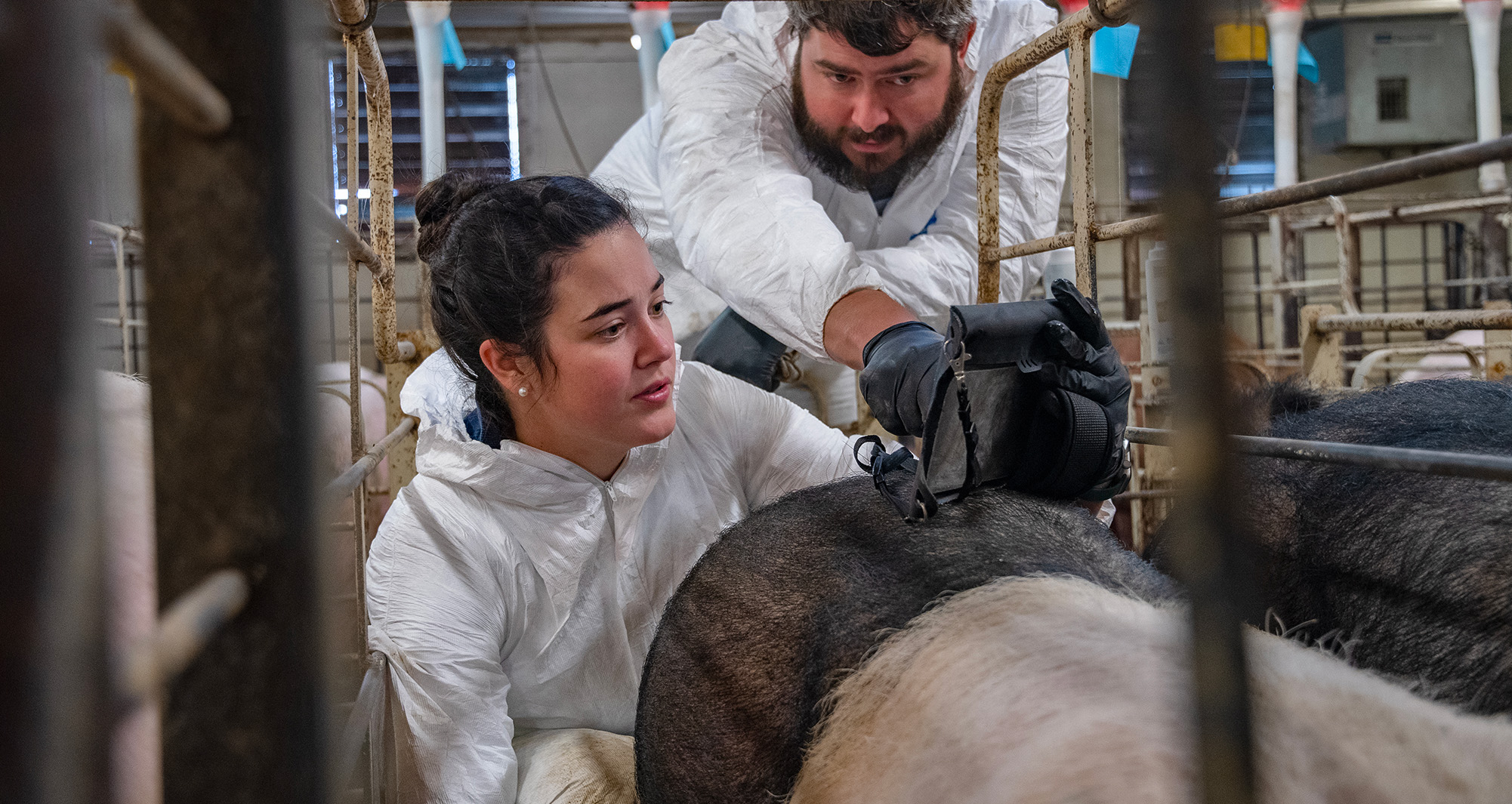 Dr. Brown assisting veterinary student on swine exam