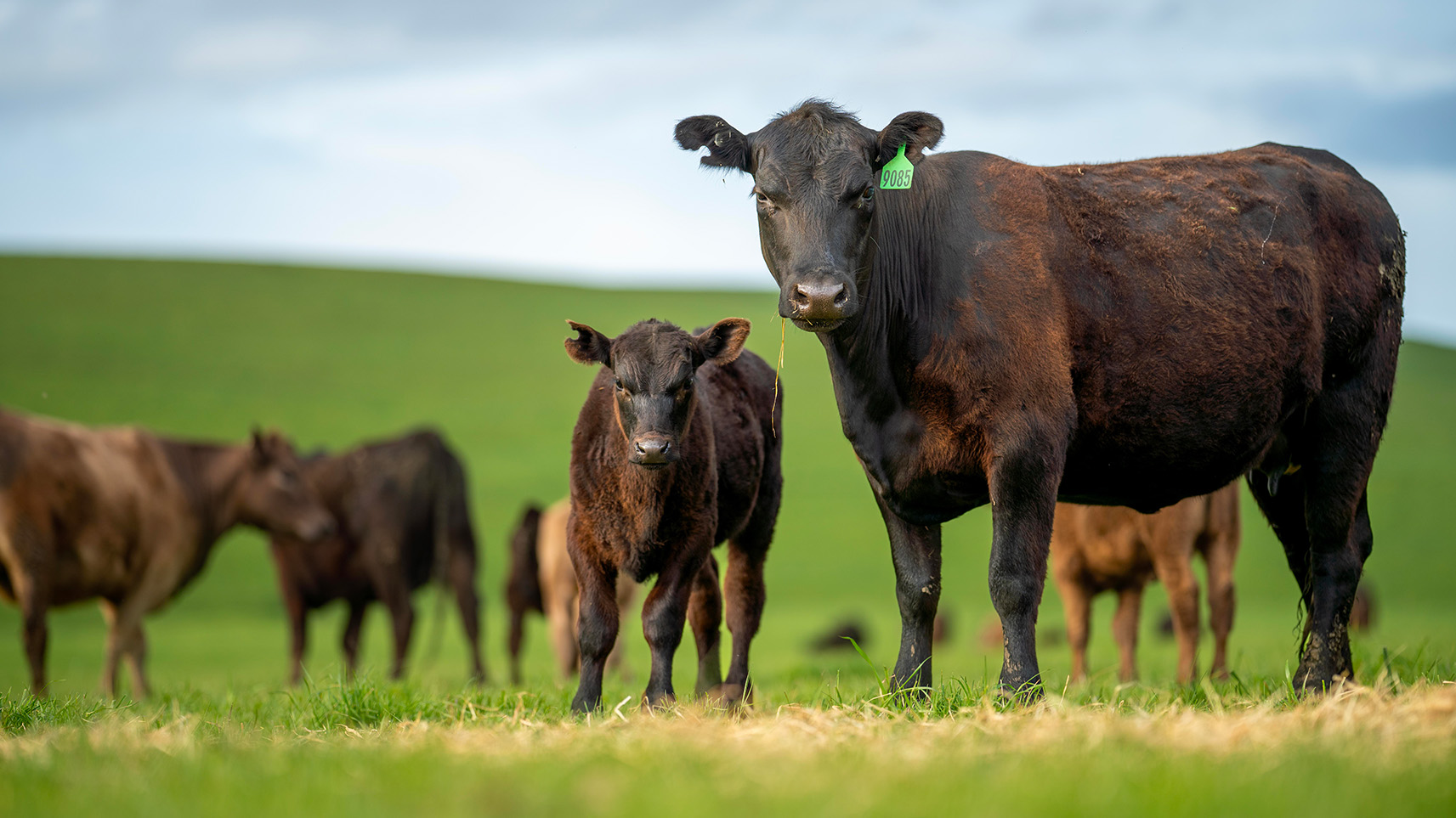 beef cattle in pasture