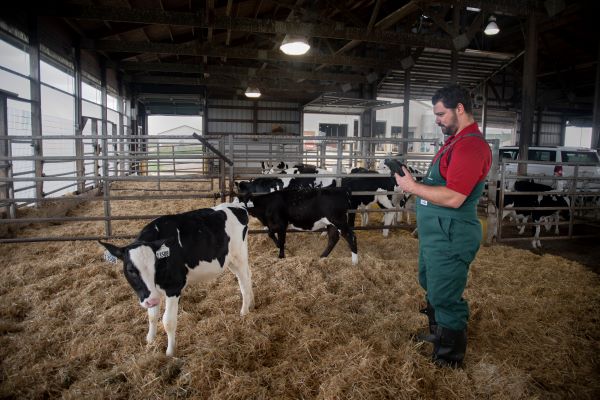 Veterinarian examining calf