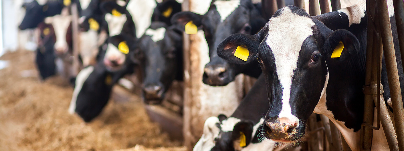 dairy cows eating hay on dairy farm
