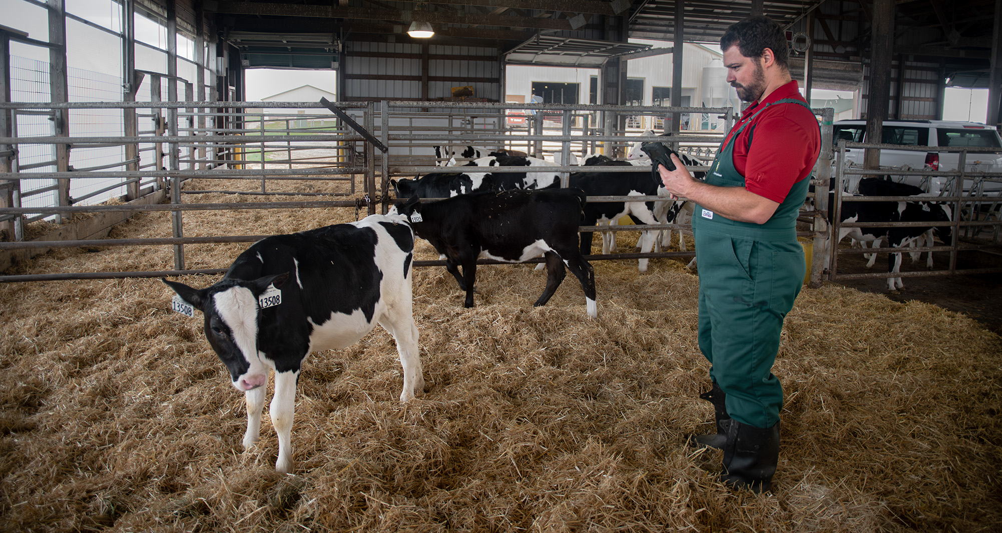 Dr. Sacquitne examining dairy calf