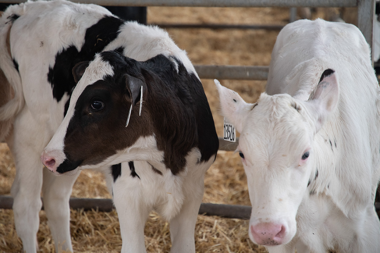 dairy-calves-DSC_8988-2-feature-small