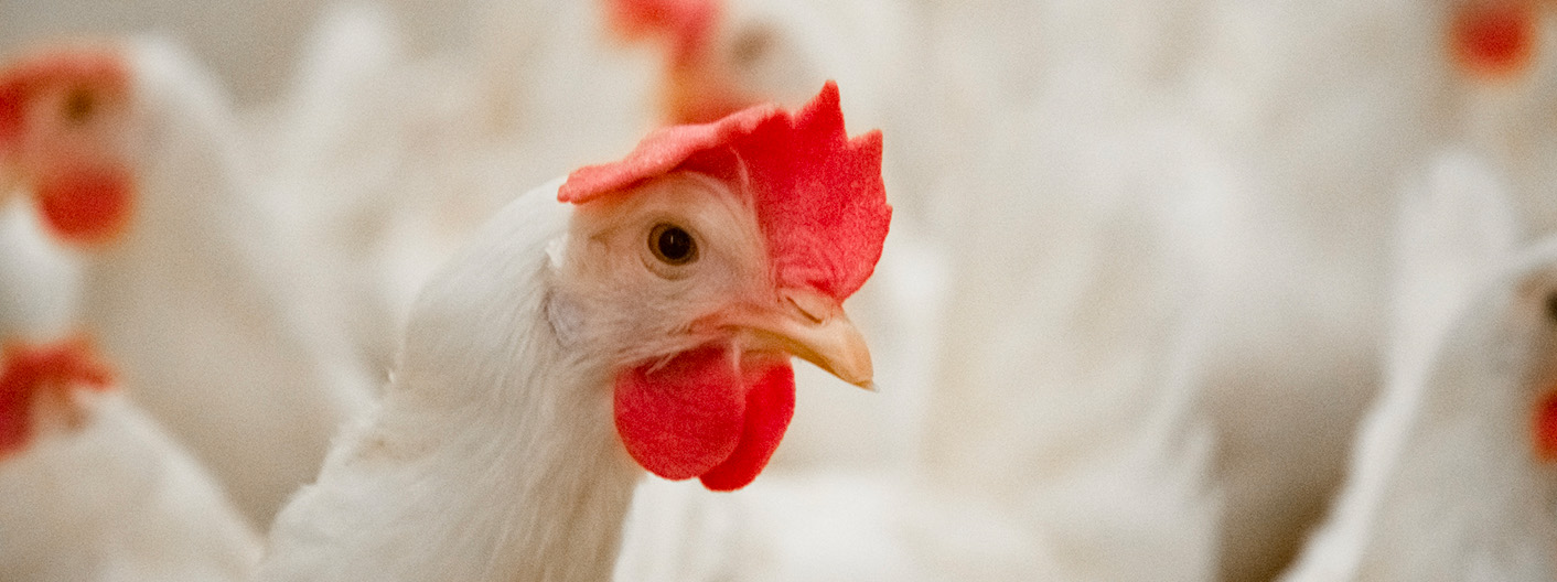 group of chickens