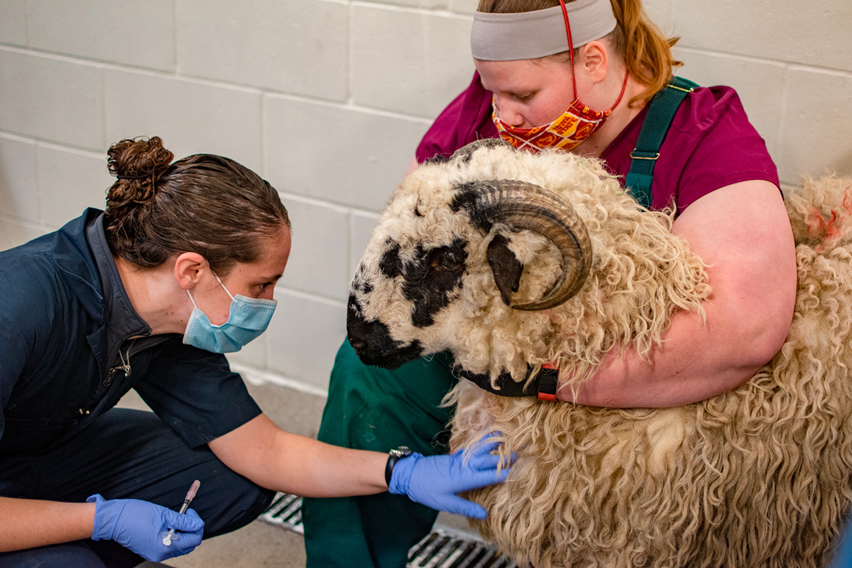 sheep-DSC_0388-feature-small