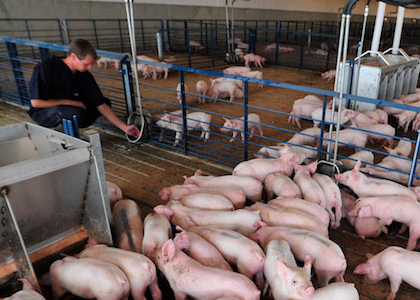 piglet held by farmer