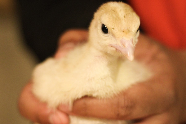 chickens on farm