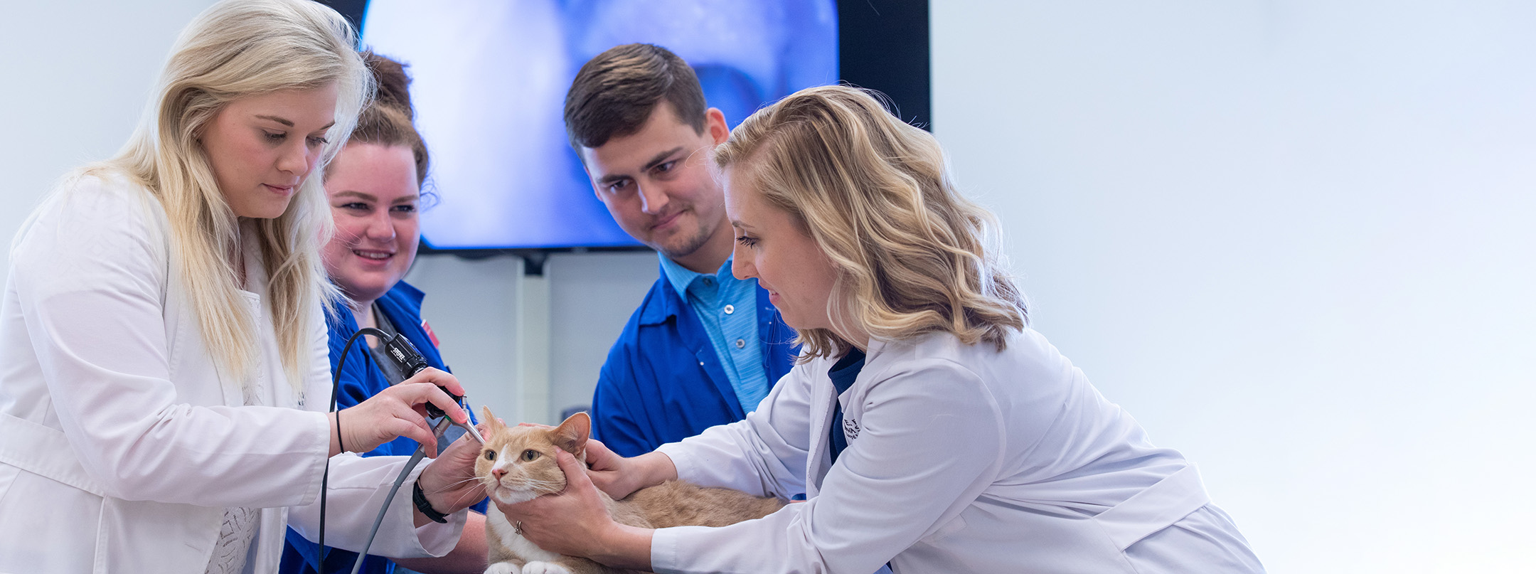 veterinary students examining cat