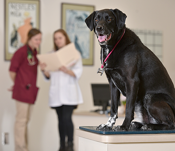 dog with students and clinicians in background