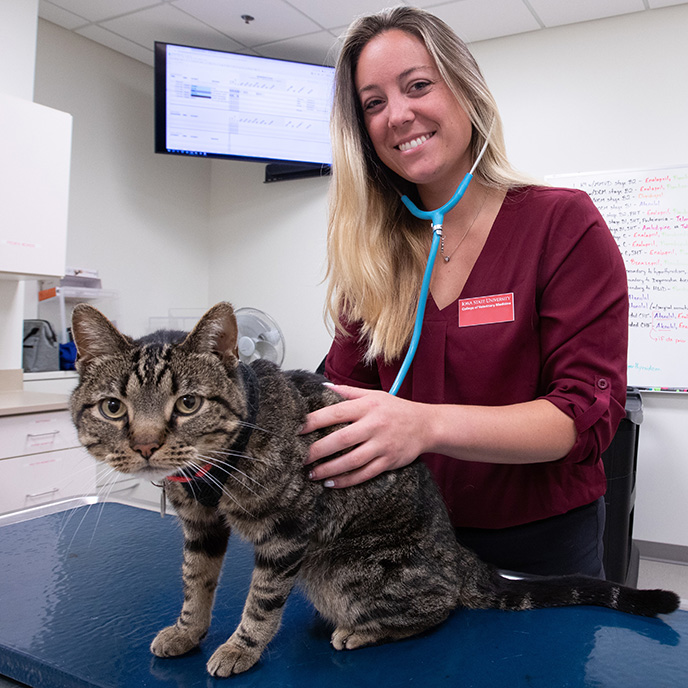 veterinary student examining feline