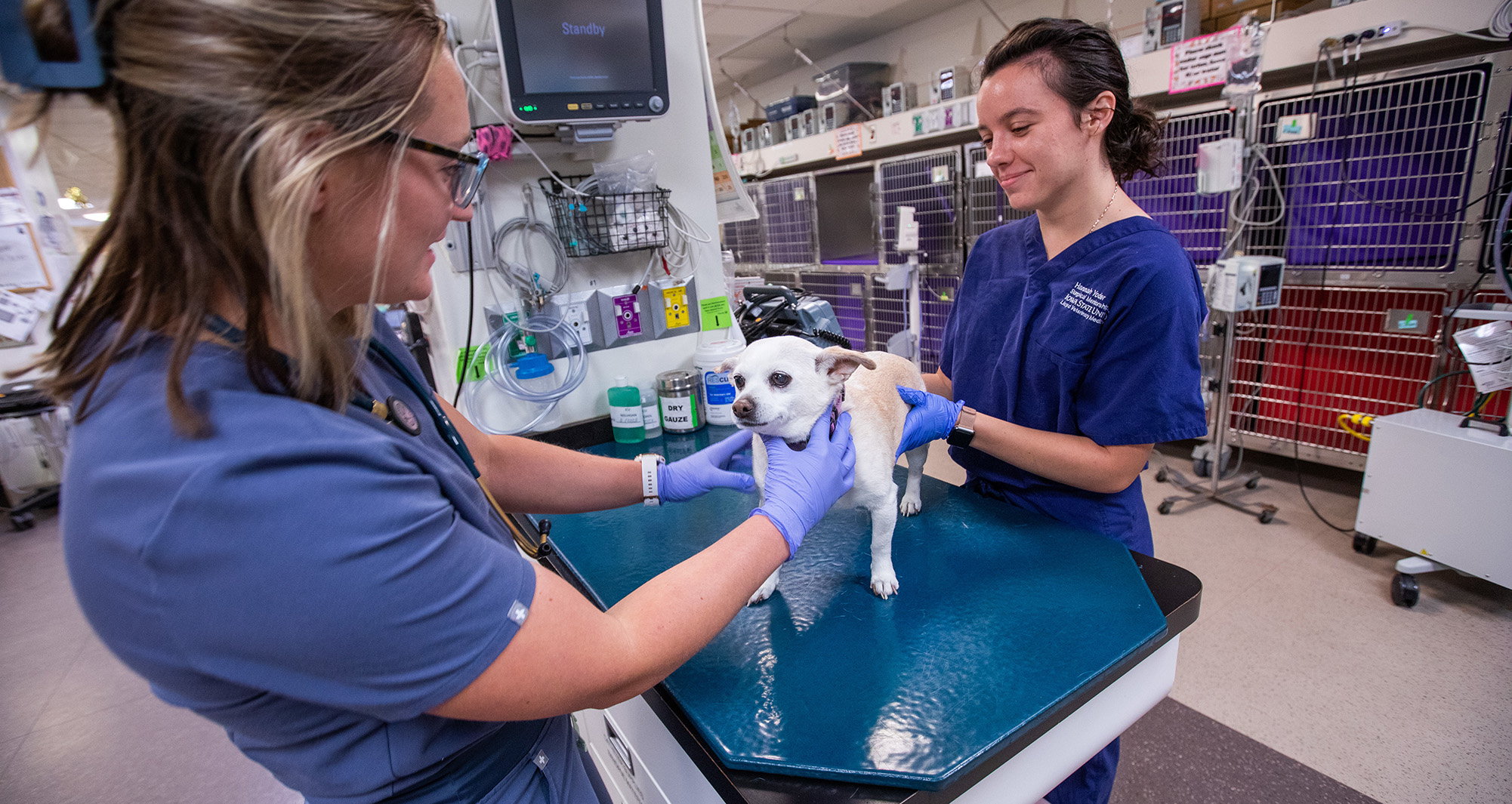 Veterinarian examining dog