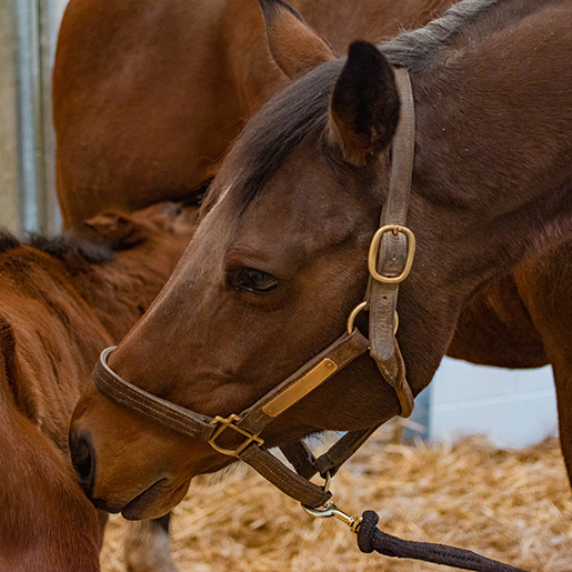 mare and foal