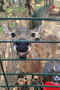 deer in cage