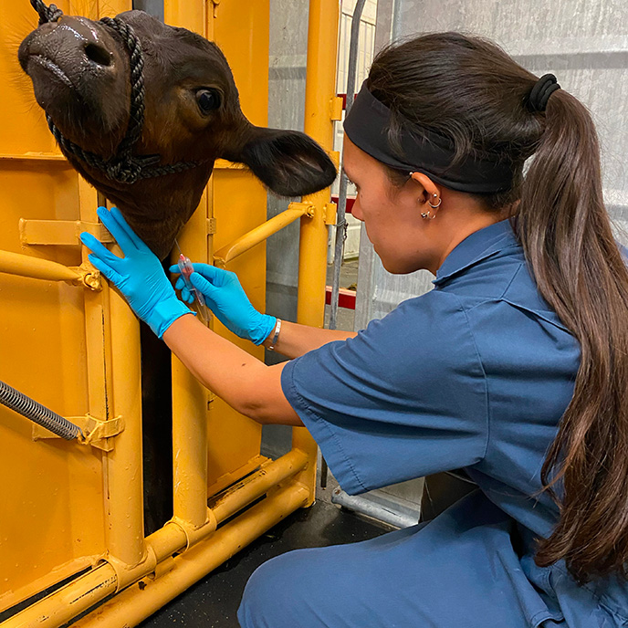 Veterinary student doing research on a bovine with funding from ILHAC