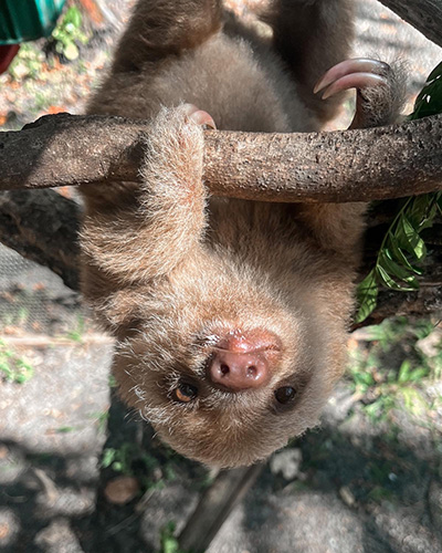 sloth hanging from tree limb