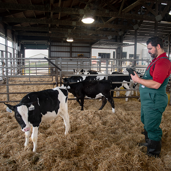 Veterinarian examining dairy calf