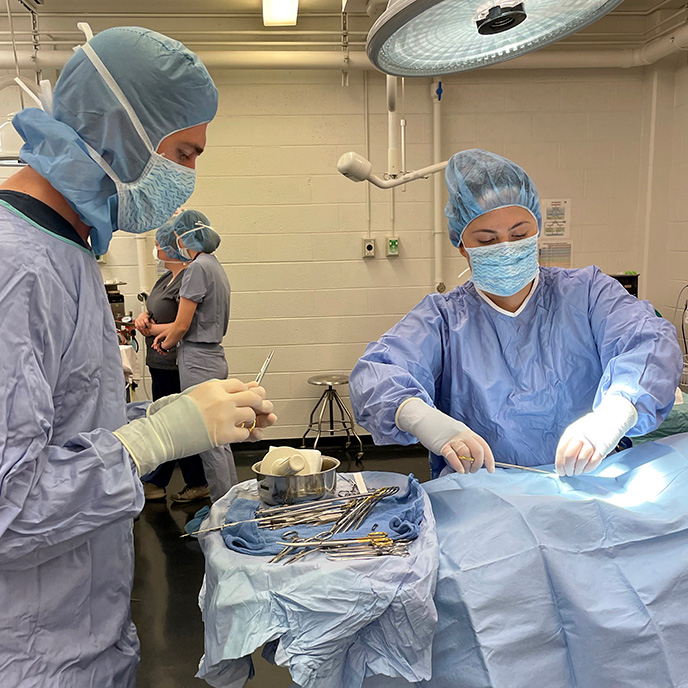 DVM students performing surgery