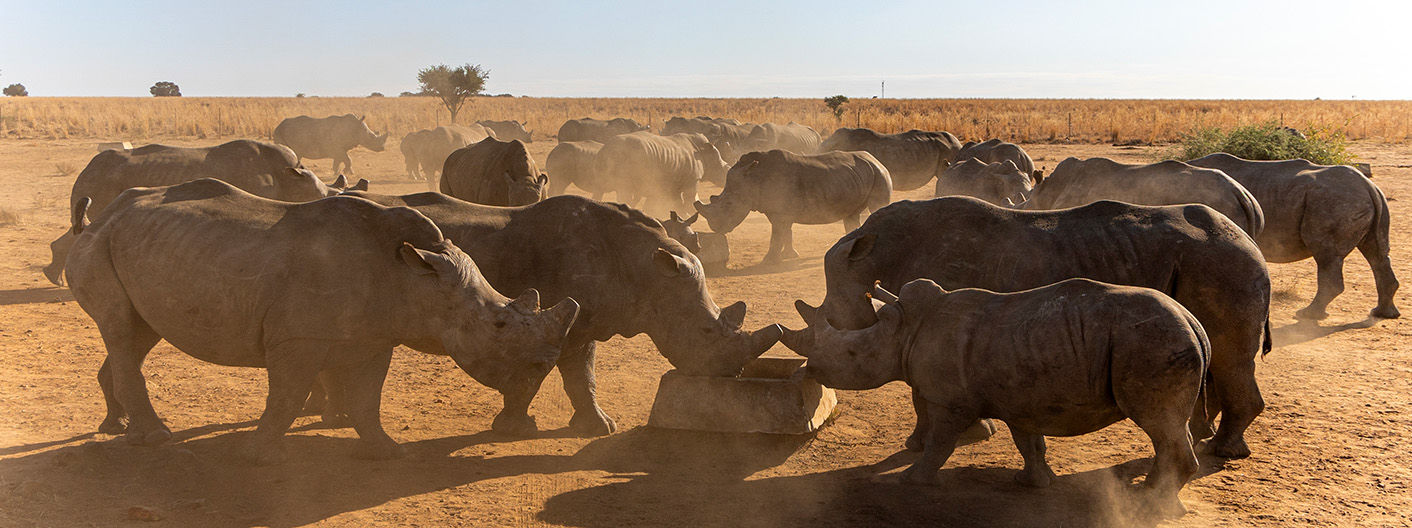 rhinos gathered in field