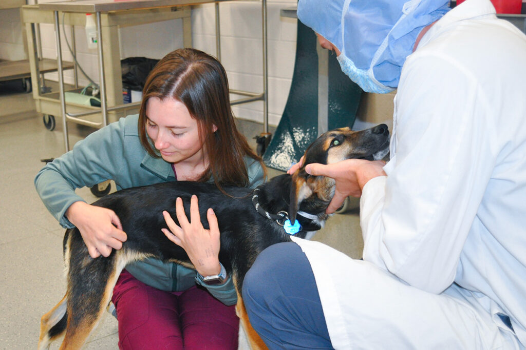 Veterinary student examining a dog