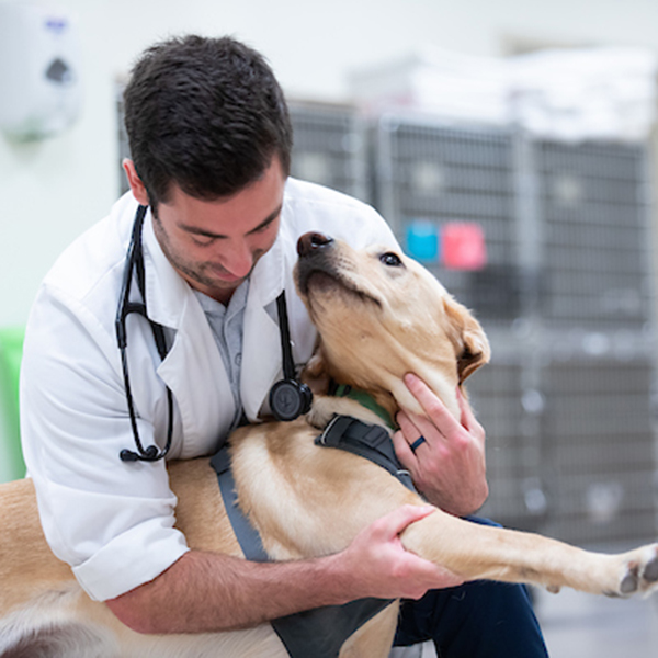 Clinician examining dog