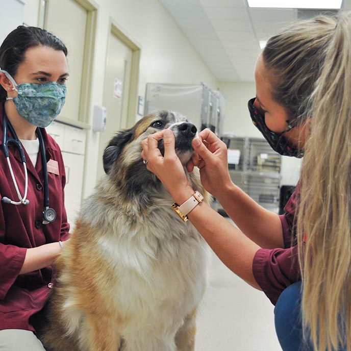 Veterinary students examining dog