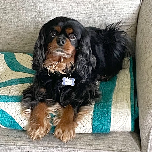 dog laying on couch