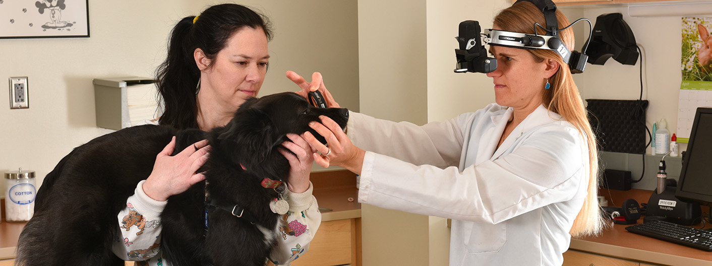 Dr. Allbaugh examining canine eye.