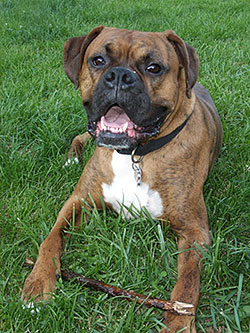 dog laying in grass