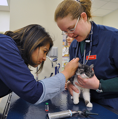 Vet students examining cat