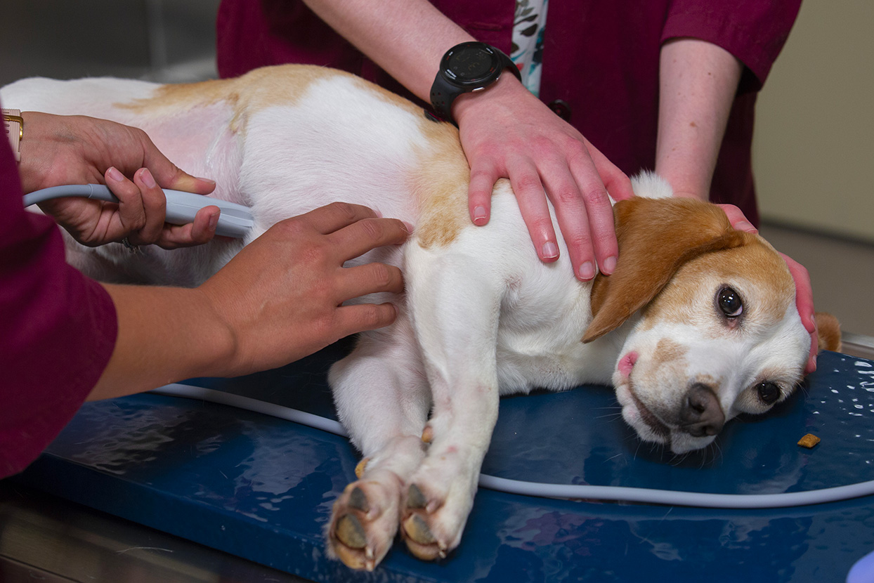 dog receiving an ultrasound