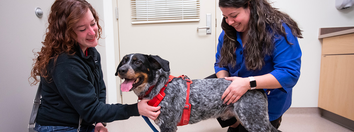 dog receiving exam by veterinary student