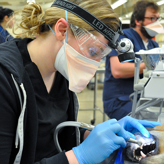 Student performing dental cleaning in dental wet lab