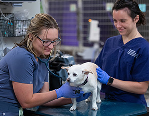 dog receiving an exam in the ER