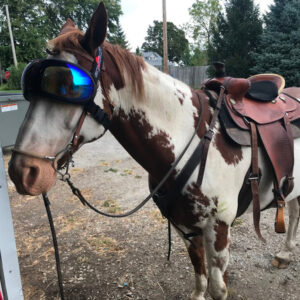 Firecracker the horse wearing goggles.