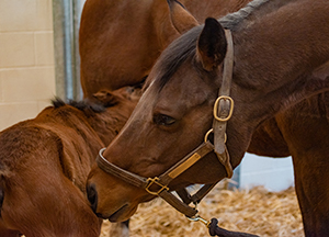 Foal and mare