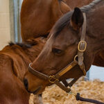 mare and foal