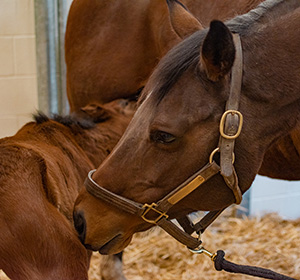 mare and foal