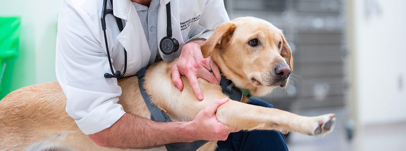 clinician examining canine leg