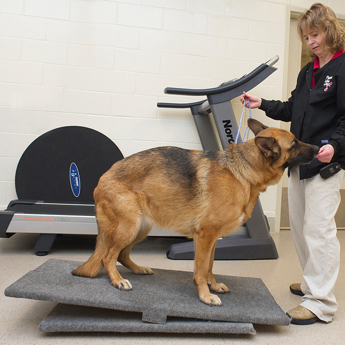 german shepherd doing rehab on balance board