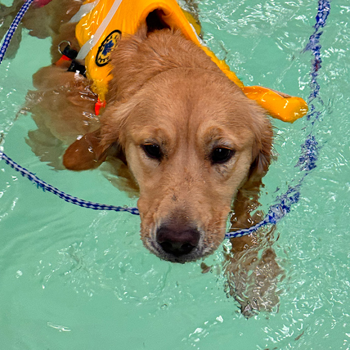 dog in rehab swimming