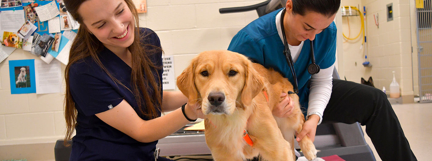 golden retriever doing stretching in rehab